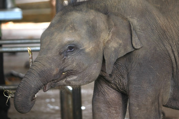 indisches Elefantenbaby