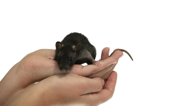 rat in hands on white background