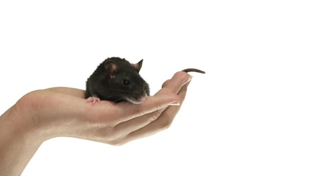 pet in hands on white background