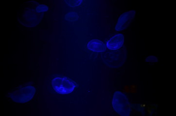 Fototapeta na wymiar Medusas azules en el oceano