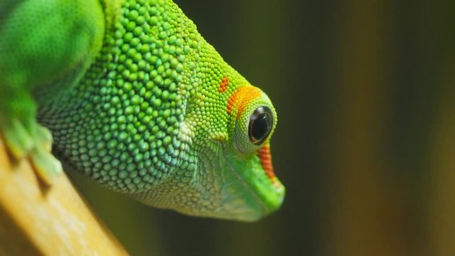 close up of a madagascar giant day gecko