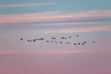 Sunset Geese