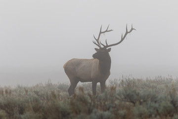 Bull Elk in Thick Fog in the Fall Rut