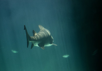 Tiburón nada en el agua bajo rayos de luz