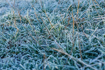 Grass covered with a hoarfrost on autumn. Selective focus