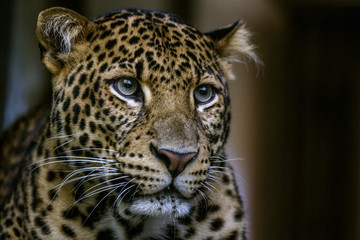 Portrait wild leopard on the dark background. Big spotted cat . Close up.