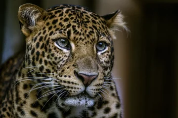 Foto op Canvas Portrait wild leopard on the dark background. Big spotted cat . Close up. © notistia