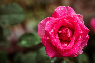 top view of a beautiful close up of a pink rose with drops of dew after rain against a backdrop of a green garden