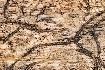 Wood attacked by bark beetles