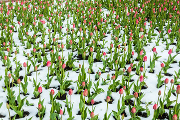 A view at the flowerbed with tulips