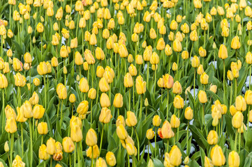 A view at the flowerbed with tulips