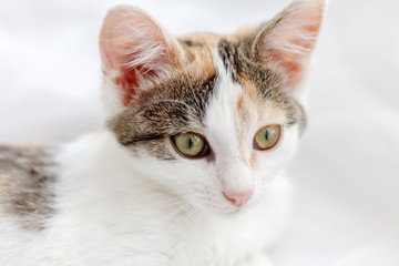 Obraz premium Cute kitten lying on windowsill on a bright white tulle