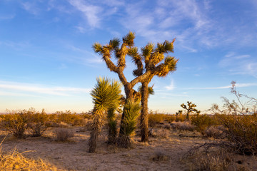 Desert Sunset Joshua Trees