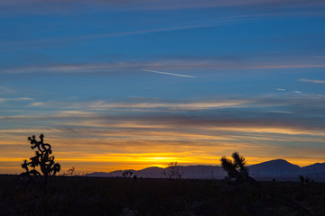 Fototapeta na wymiar Desert Sunset Joshua Trees