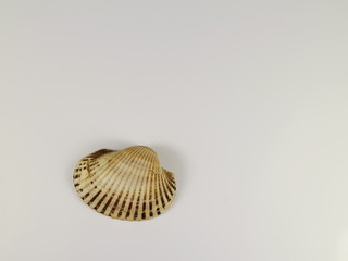 cone cockleshells on white background