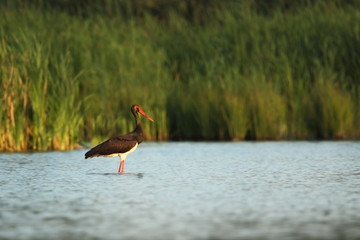 Ciconia. The wild nature of the Czech Republic. Spring Glances. Beautiful nature of Europe. Big bird in water. Green color in the photo. 