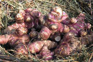 Jerusalem artichokes, also called sunroot, sunchoke, earth apple, or topinambour