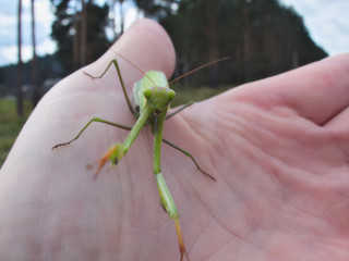 Praying mantis crawling on the hand