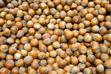 Fresh hazelnut in harvest season as food background