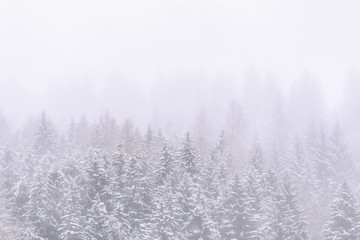 pine trees covered with snow and fog, white winter background