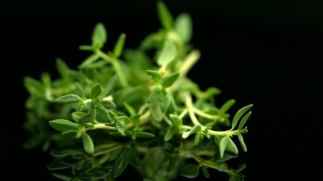 Fresh organic thyme closeup over black background. Spices and alternative medicine plant. Rotation 360 degrees. 4K UHD video 3840x2160