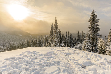 Sunrise over fir forest covered with snow during winter