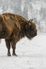 European Bison during winter in Romania