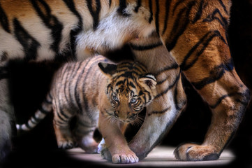 Naklejka na ściany i meble Small tiger cub walking under tiger mother body