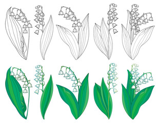 Vector set with outline Lily of the valley or Convallaria flowers and leaves in green and black isolated on white background. Ornate May bells in contour style for spring design or coloring book. © bokasana
