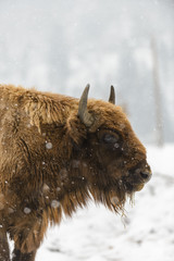 European Bison during winter 