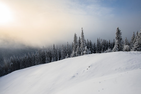 Sunrise over fir forest covered with snow during winter