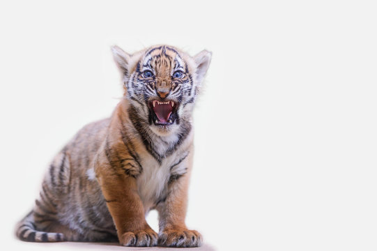 Tiger cub roar on white isolated background