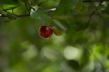 Acerola