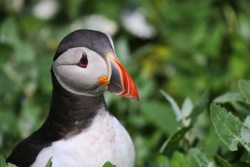 Atlantic Puffin