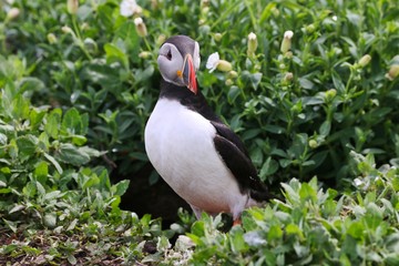 Atlantic Puffin