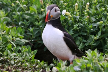 Atlantic Puffin
