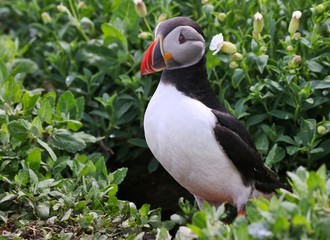 Atlantic Puffin