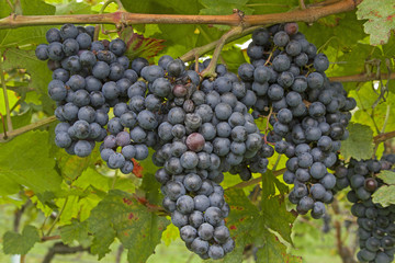 Die Weinlese kann beginnen