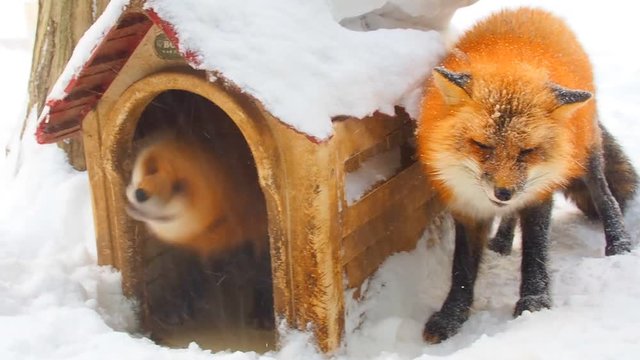 Two red orange winter Japanese foxes, one fox hiding, living in wooden little house from heavy snow storm wind, barking as short repeating sound to the other standing outside, begging to be sheltered