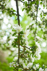 apple blossom