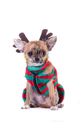 Little chihuahua in elf striped suit