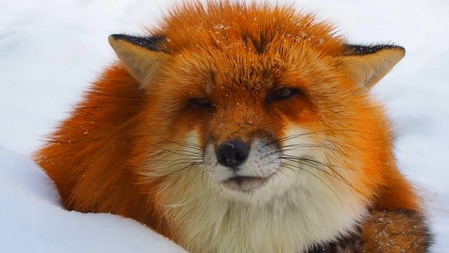 Close up red orange fur winter Japanese fox sleepy face, lying on soft snow field, moving its head a little, turning eyes, as chilling out without concerning anything, under windy storm blowing