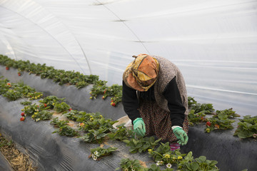 strawberry harvest hothouse garden Karacasu Aydin Turkey