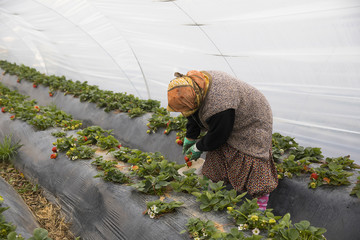 strawberry harvest hothouse garden Karacasu Aydin Turkey