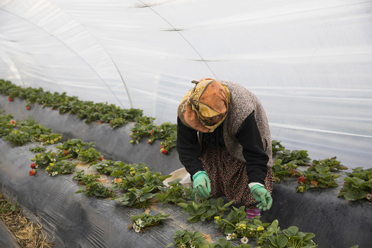 strawberry harvest hothouse garden Karacasu Aydin Turkey