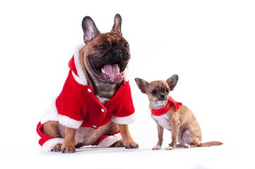 Two Funny dogs in Santa suit