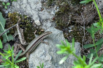Close-up on a brown lizard. Lizard crawling on a rock