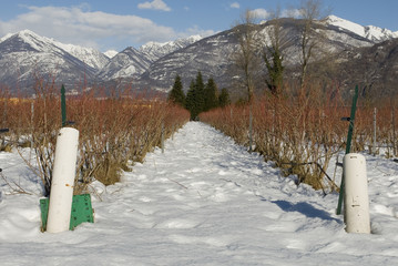 background: cultivation of blueberry plants, agriculture, field, in winter after heavy snowfall, plants have red branches and have lost all leaves, winter, sun, mountains, alps, northern Italy