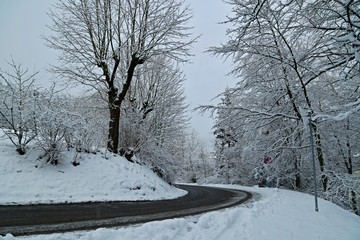 Winter picture of empty country road with trees covered with snow