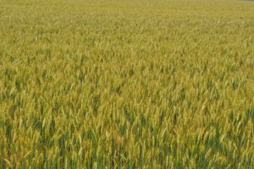 field of wheat corn background
